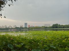 -莲花池公园