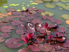 -国家植物园南园