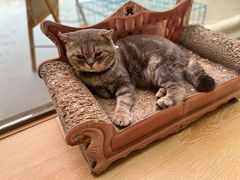 -猫咪派对(江南西店)