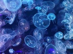 -海合安青岛极地海洋公园
