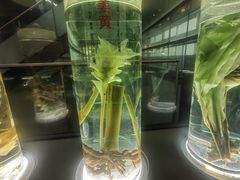 -广东中医药博物馆