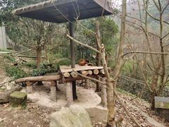 -都江堰中华大熊猫苑