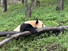 -卧龙中华大熊猫苑神树坪基地