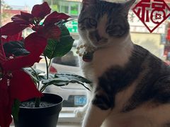 -echoes coffee回响咖啡(888街店)