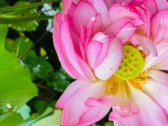 -陈家山荷花公园