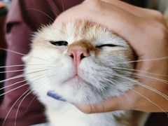 -Bastet sally猫舍购宠(静安店)