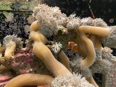 -大梅沙游艇度假酒店