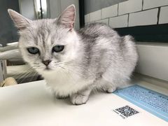 -喵的天空名猫咖啡馆·撸猫·猫舍·用品