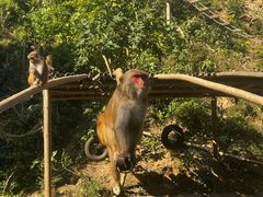 -西双版纳原始森林公园