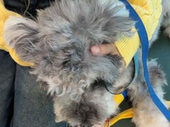 -帕帕拉兹宠物(亚洲旗舰店)