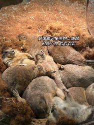 -Zoolung Zoolung动物主题公园(海信广场店)