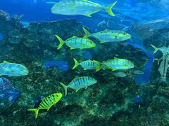 -芜湖新华联大白鲸海洋公园
