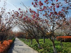-高东镇樱花园