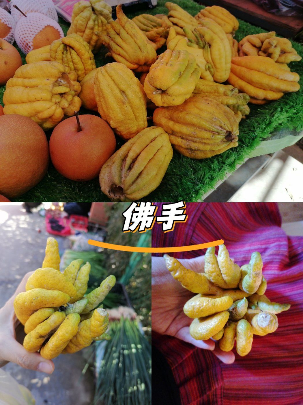 香橼同科的佛手柑