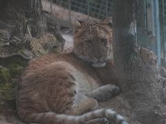 -泉州海丝野生动物世界