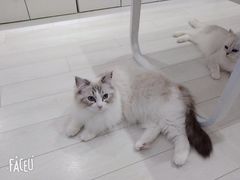 -喵的天空名猫咖啡馆·撸猫·猫舍·用品