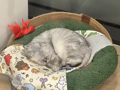 -宠福鑫动物医院(城北分院)