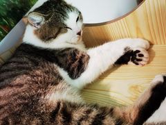 -喵屿·大理花园猫咖