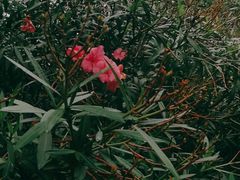 -鼓浪屿内厝澳码头(轮渡站)
