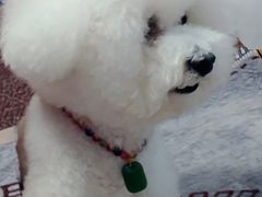 -利又安动物医院··老年病·猫科犬科·中兽医
