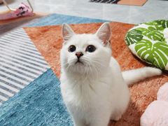 -lincat·猫舍(广州店)