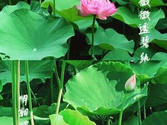 -龙头寺公园