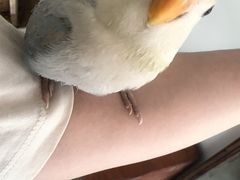 -吉丁鸟咖·异宠·寄养