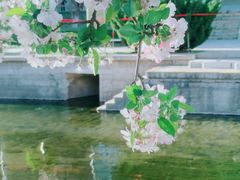 -海棠花溪(元大都城垣遗址公园)