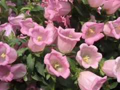 -Apple零售店(成都太古里店)