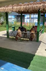 -萌宠亲子动物乐园(槐房万达店)