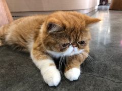 -瞄一喵猫咖(格力海岸店)