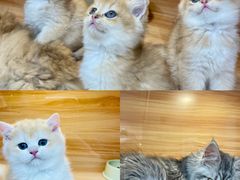 -猫十亿·布偶金渐层·曼基康矮脚猫舍(青年路店)