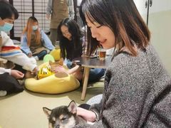 -逗柴咖啡屋·狗咖猫咖宠物桌游