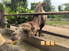 -海南热带野生动植物园