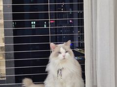 -楼上猫咖(罗湖店)