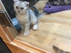 -八公叔叔宠物美容连锁(春申店)