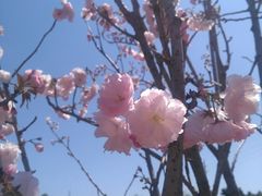-天适樱花悠乐园