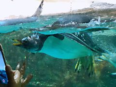 -大连圣亚海洋世界