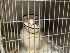 -爱妮康宠物医院·干细胞免疫细胞·肿瘤·心脏(张江店)