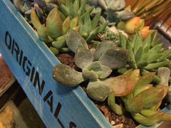 -花言草语鲜花店(灵山路店)