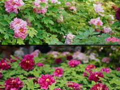 -洛阳市隋唐城遗址植物园