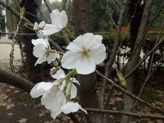 -武汉大学-樱园