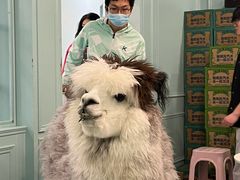 -安格丽娜·狗咖·猫咖羊驼咖(春熙路百盛商场店)