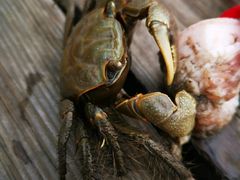 -吴淞炮台湾湿地森林公园烧烤区