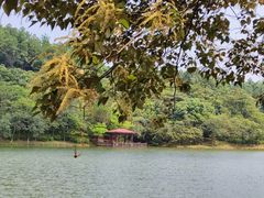 -广州白江湖森林公园