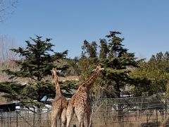 -大连森林动物园