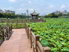 -南宁南湖公园