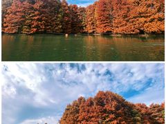 -上海海湾国家森林公园