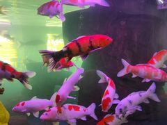 -泉州海丝野生动物世界