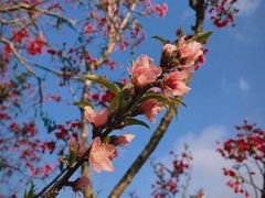 -深圳市中科院仙湖植物园